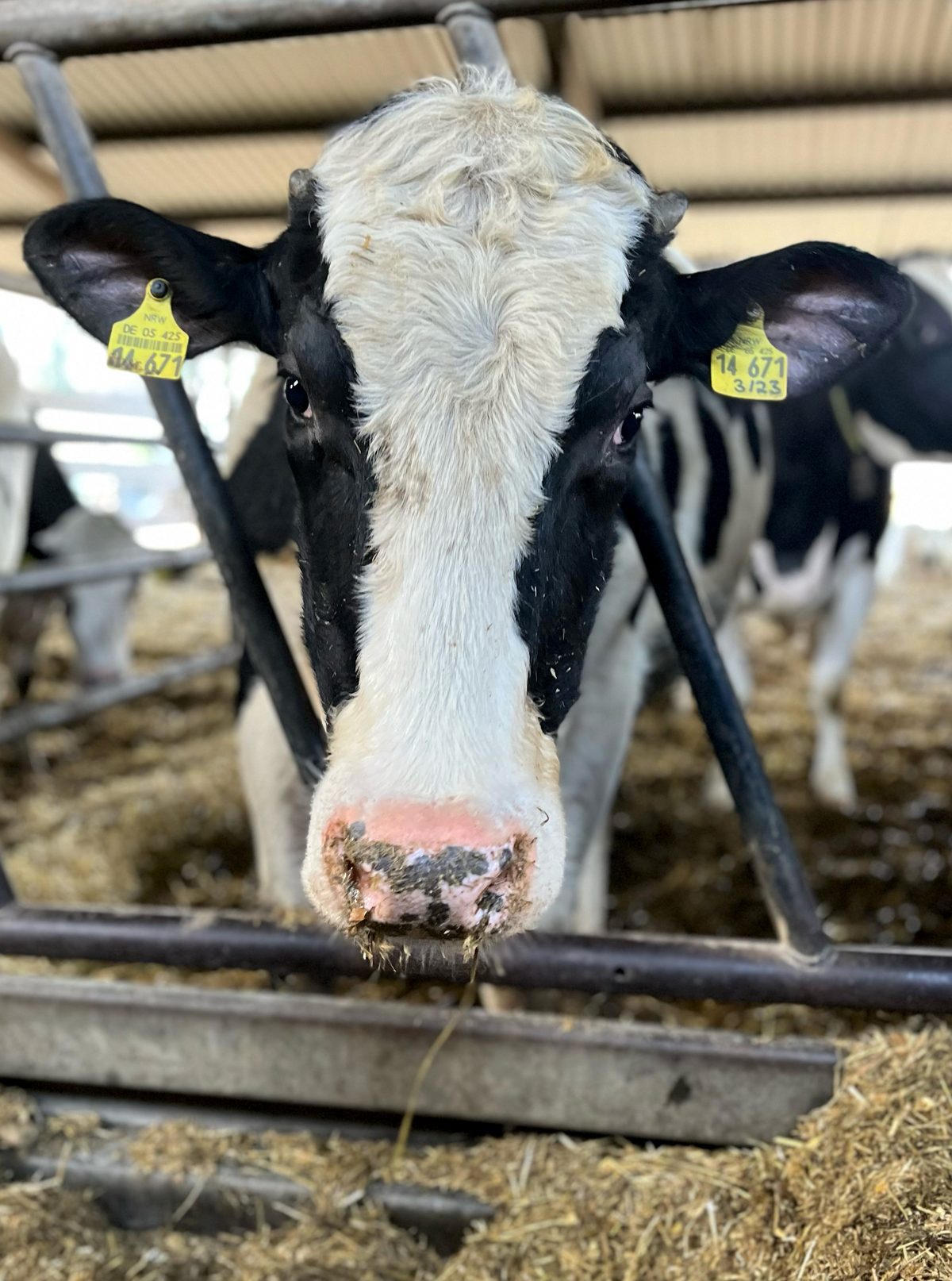 Amalia schaut durch das Fressgitter im Stall
