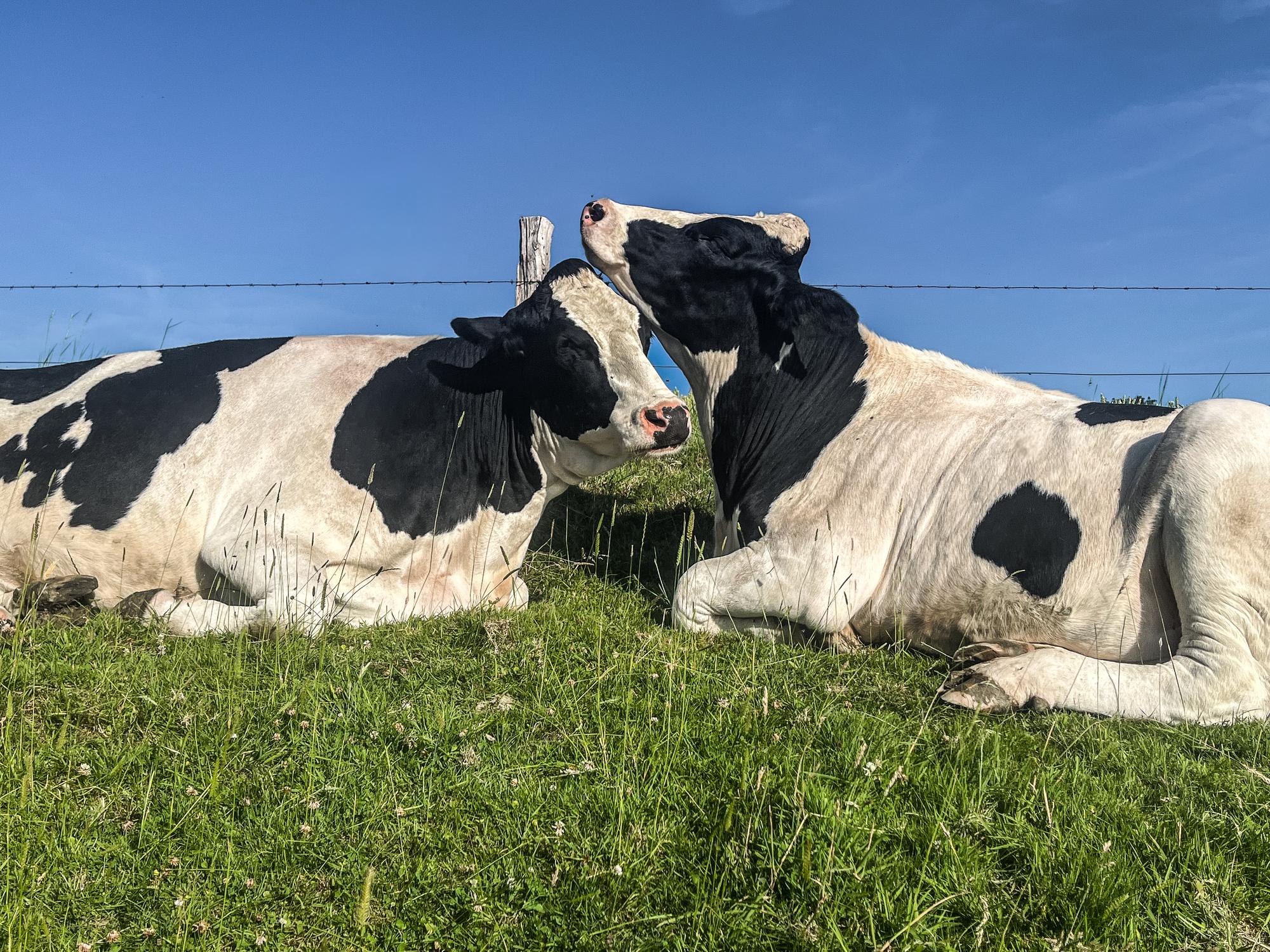 Zwei schwarzbunte Kühe liegen eng beieinander im Gras