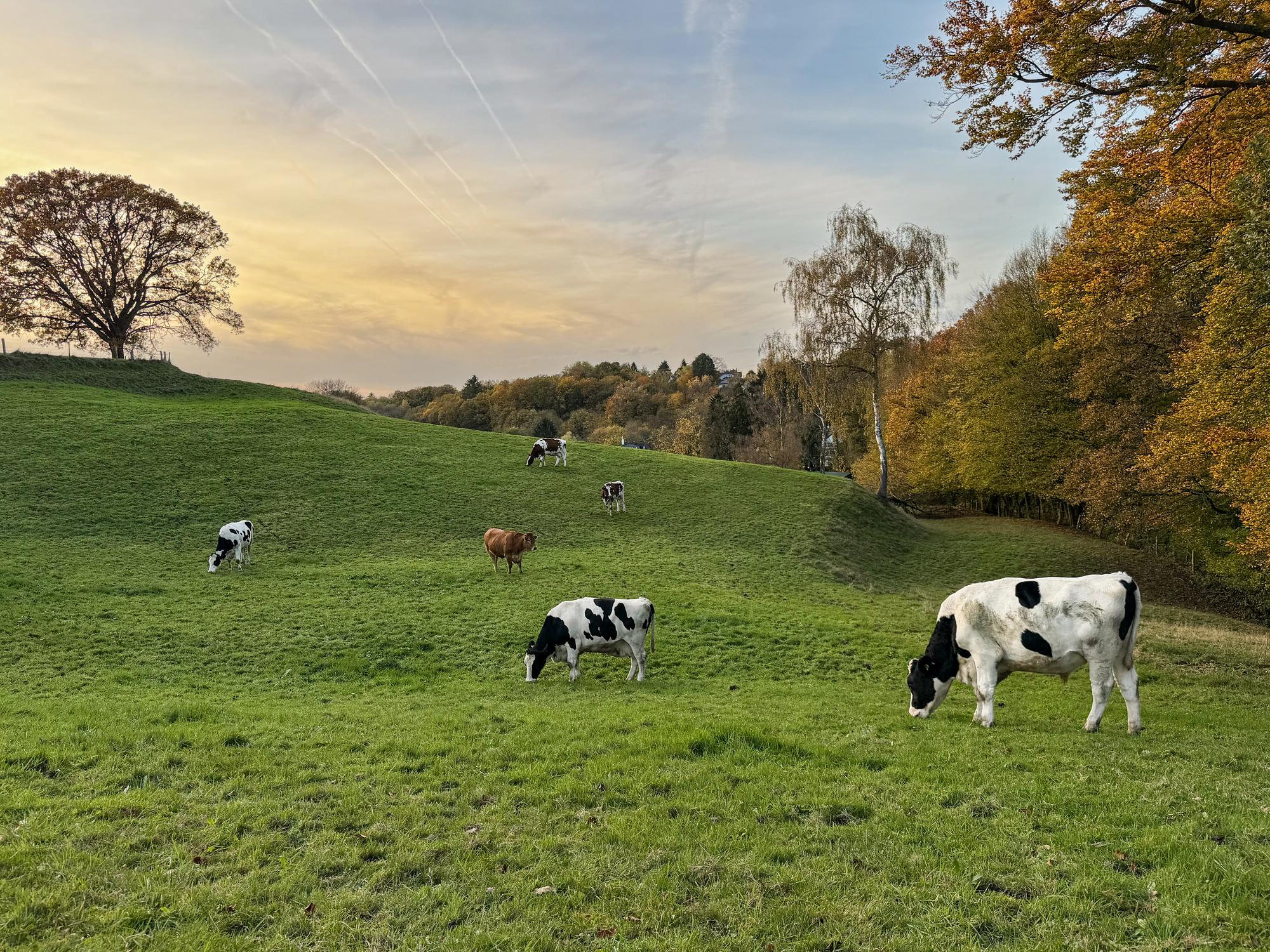 Die Herde auf der Herbstweide im Abendlicht