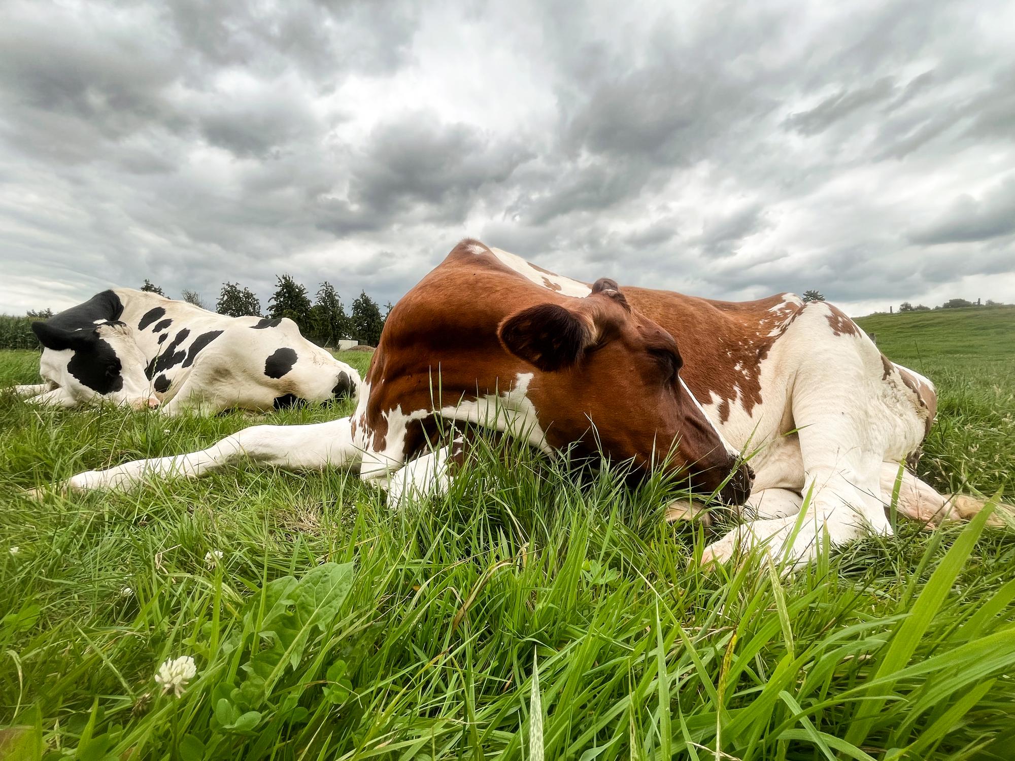 Zwei Kühe liegen entspannt im hohen Gras