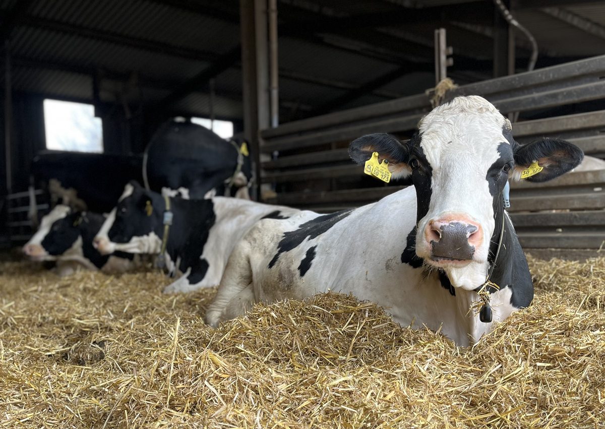 Leni liegt im Stroh im Stall