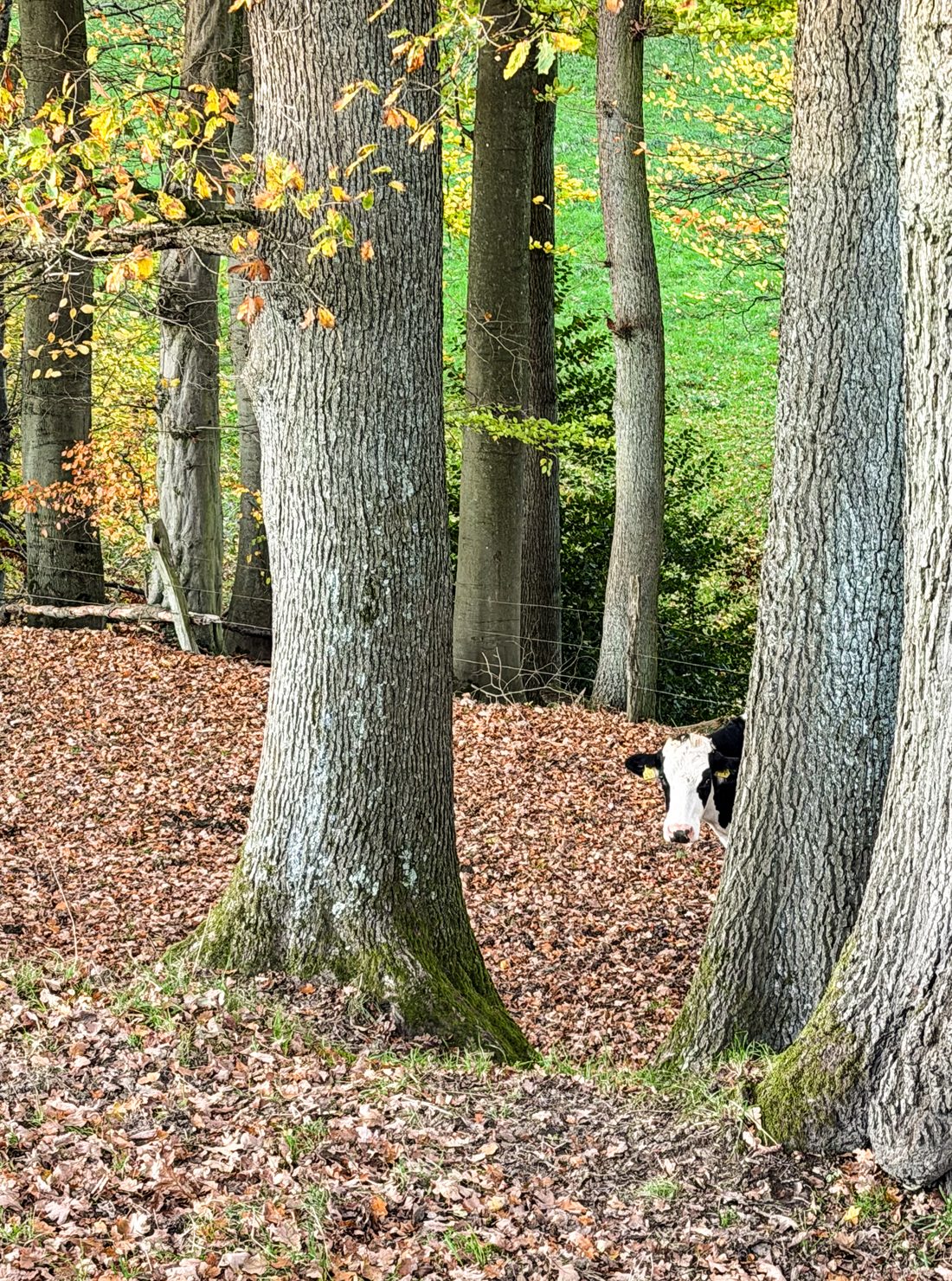 Leni, Bild 3 von 5