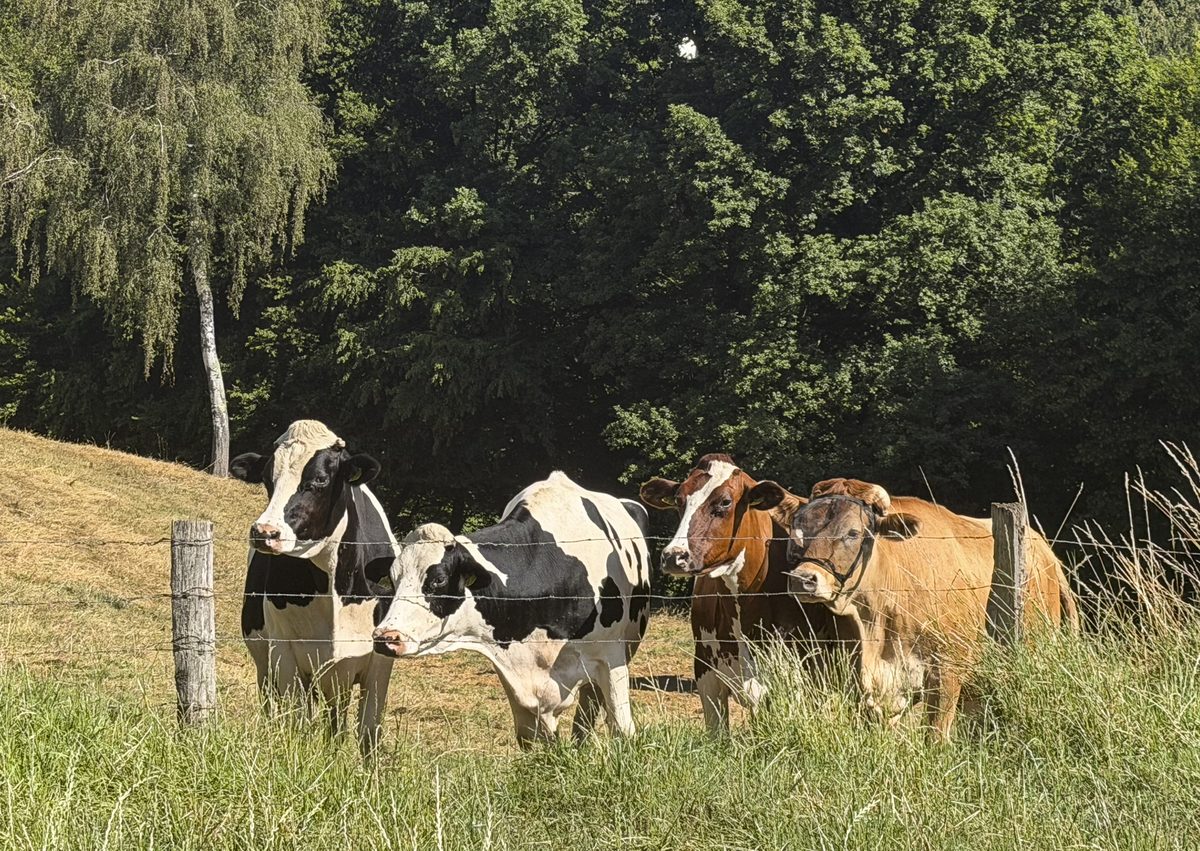 Die Herde am Waldrand auf der Weide